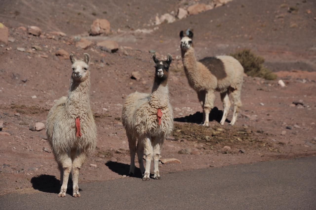 سان بيدرو دي أتاكاما Ckamur Atacama Ethno Lodge & Spa المظهر الخارجي الصورة